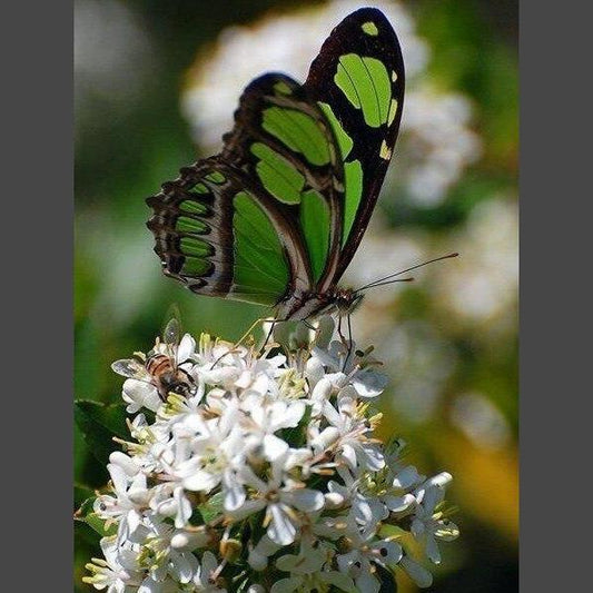 Schmetterling * 1 Diamond Painting Diamant Malerei-DiamondpaintingX.ch