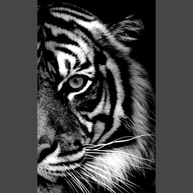 Schwarz weiss Tiger Diamond Painting Diamant Malerei-DiamondpaintingX.ch