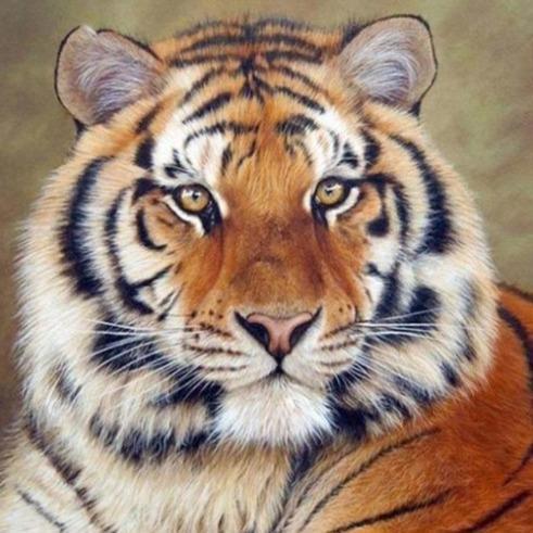 Tiger Diamond Painting Diamant Malerei 4SA13-DiamondpaintingX.ch