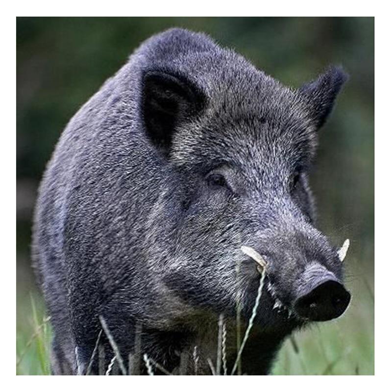 Wildschwein 1 Diamond Painting Diamant Malerei-DiamondpaintingX.ch