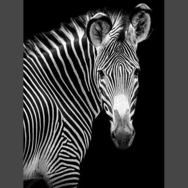 Zebra 10 Diamond Painting Diamant Malerei-DiamondpaintingX.ch