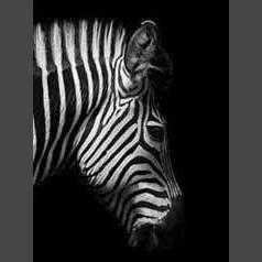 Zebra 11 Diamond Painting Diamant Malerei-DiamondpaintingX.ch