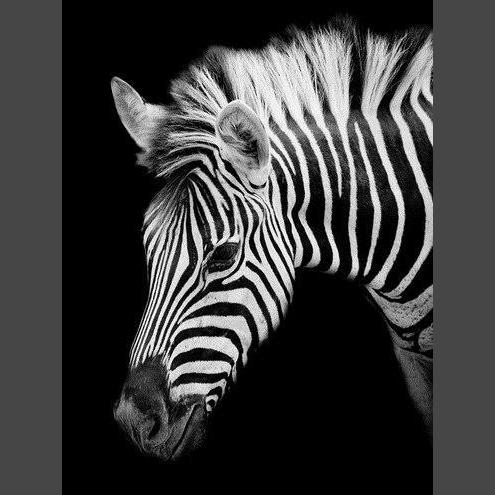 Zebra 2 Diamond Painting Diamant Malerei-DiamondpaintingX.ch