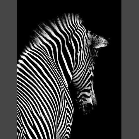 Zebra 4 Diamond Painting Diamant Malerei-DiamondpaintingX.ch