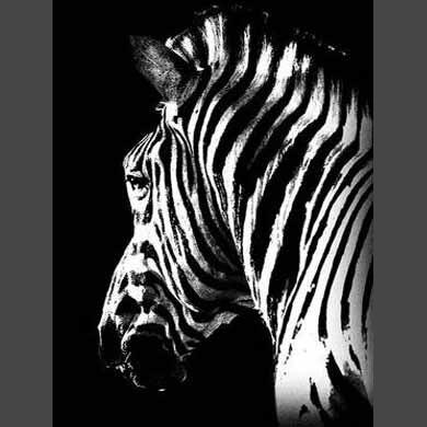 Zebra 5 Diamond Painting Diamant Malerei-DiamondpaintingX.ch